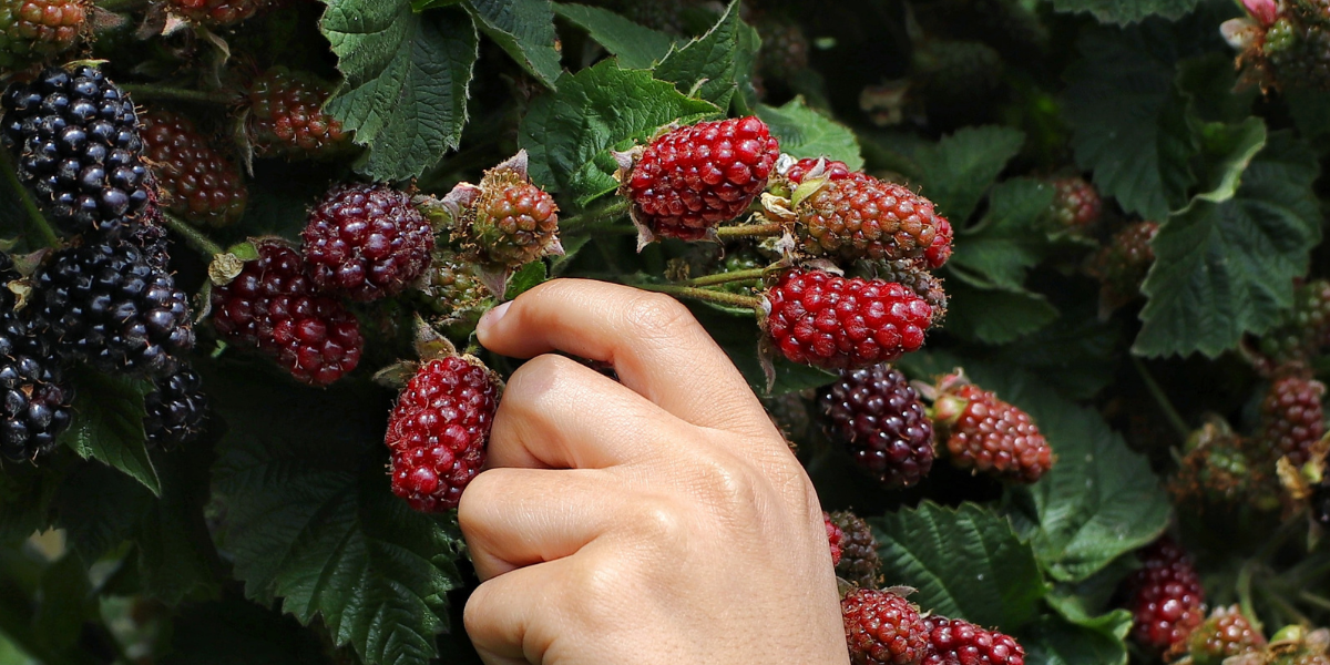 Blackberry Lavender Tea Latte